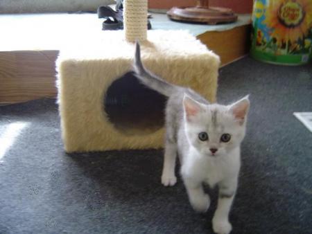 ptit chat
