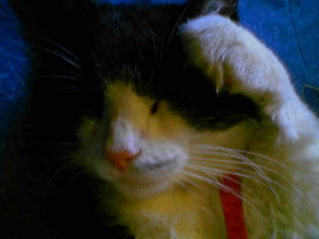 mon chat