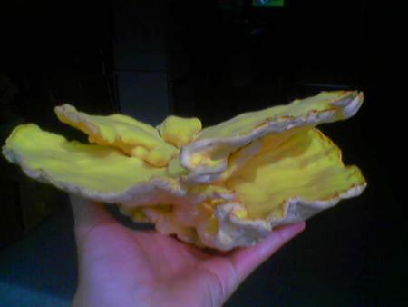 champignon